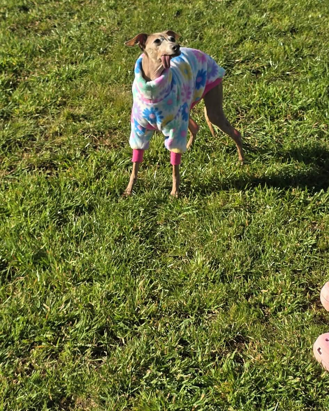 Spring Daisy Polar Fleece
