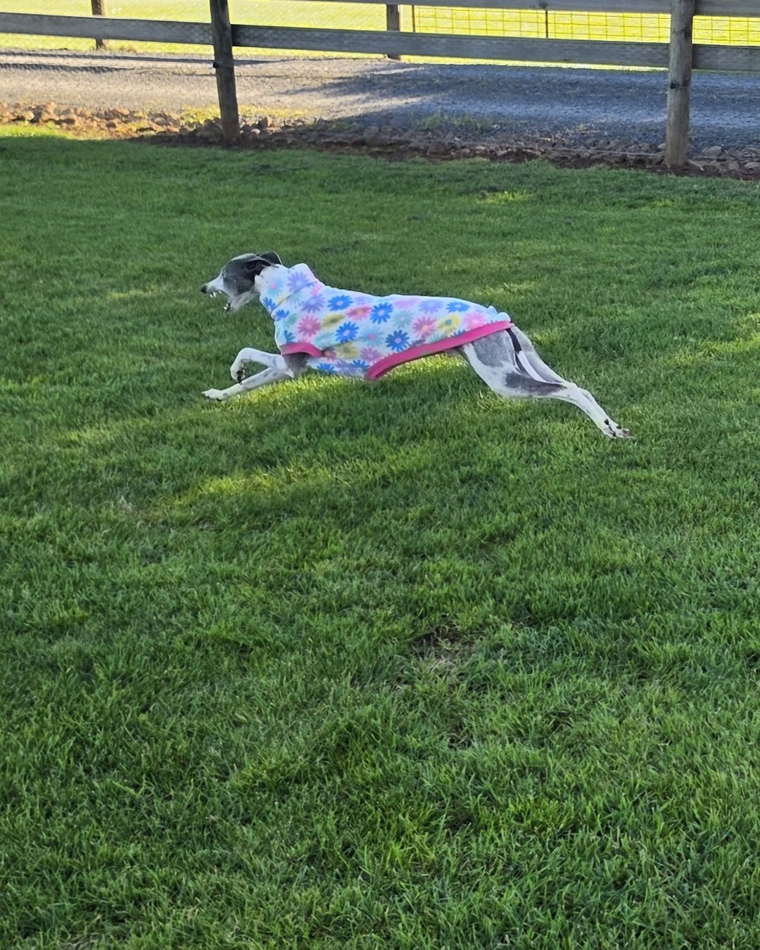 Spring Daisy Polar Fleece