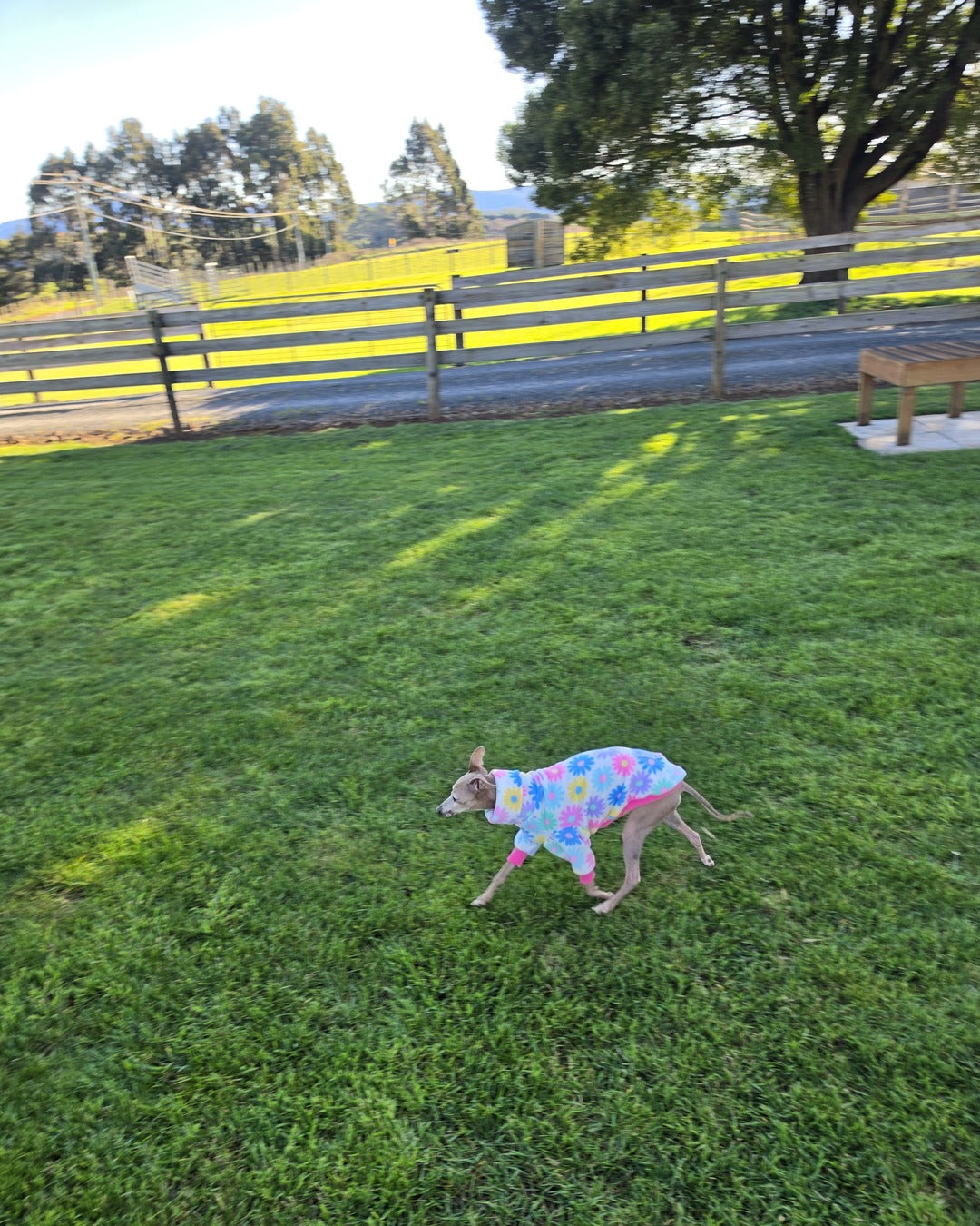 Spring Daisy Polar Fleece