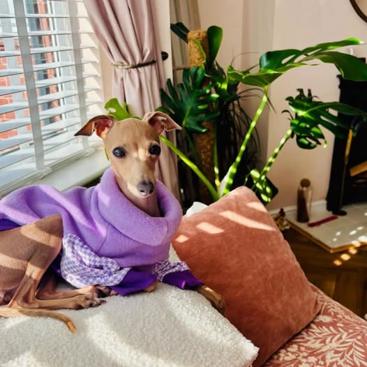 Lavender Luxe Polar Fleece