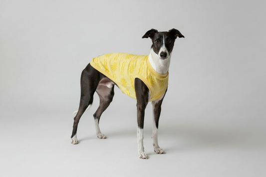 Sunburst Jacquard Whippet Vest