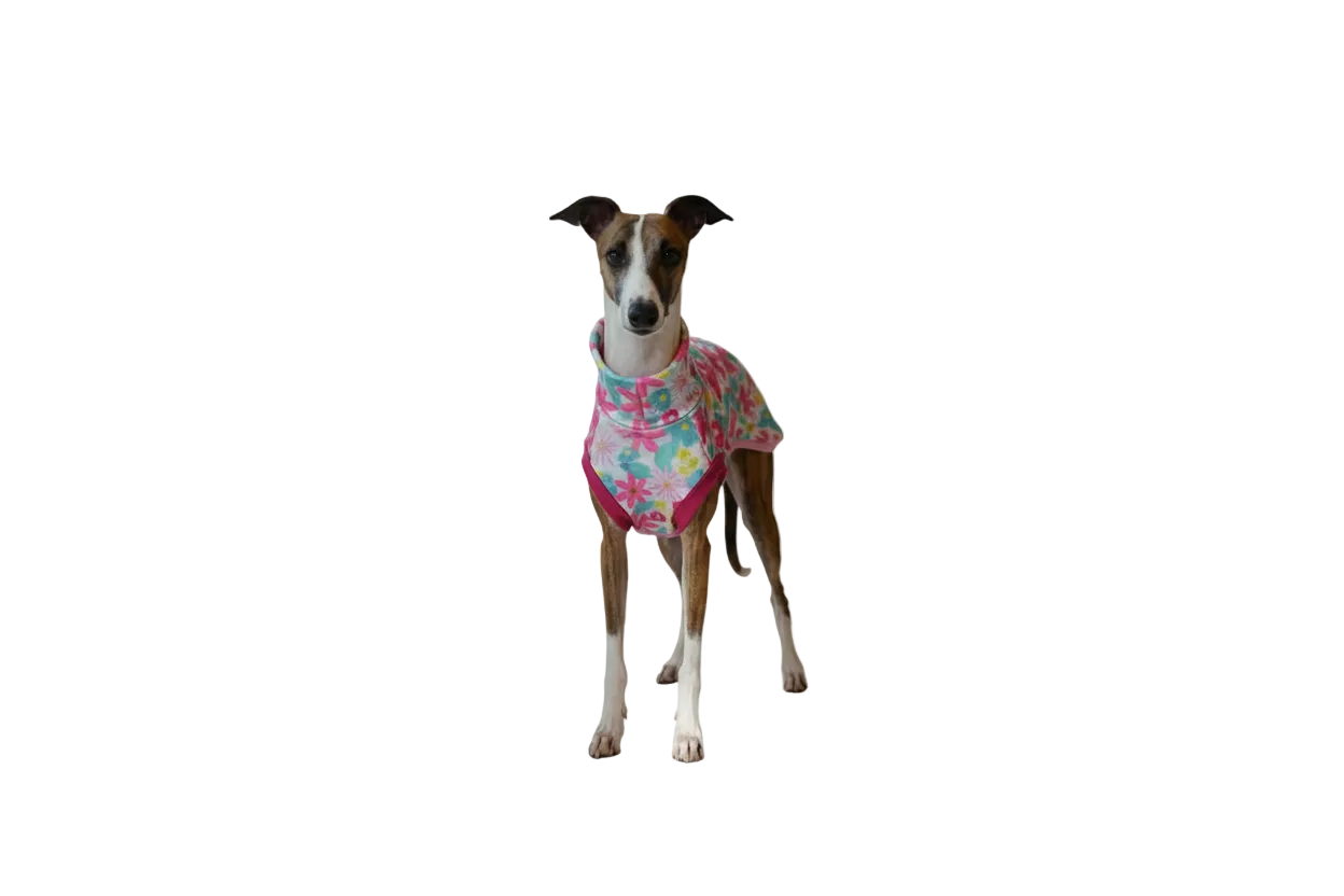 Dog wearing a colorful shirt standing in with plain background.