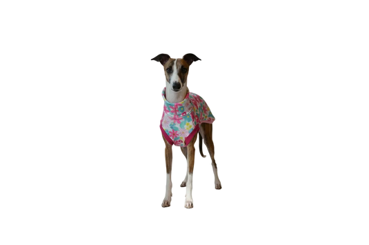 Dog wearing a colorful shirt standing in with plain background.