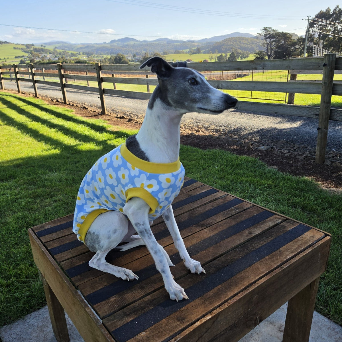 Whippet sitting on a wooden table wearing the Daisy Sky cotton spandex rashie vest, light blue with white daisies and yellow ribbed trim