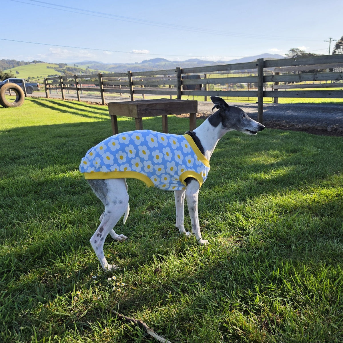 Side view of a whippet standing on grass in the Daisy Sky rashie vest, showing the daisy print and yellow ribbed hem