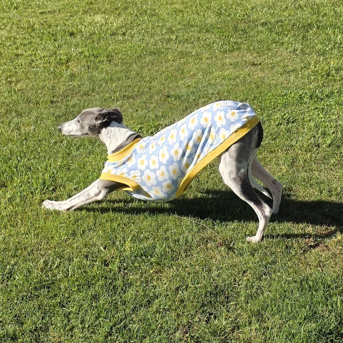 Whippet stretching in a play bow on the lawn in the Daisy Sky rashie vest, showing the stretch of the cotton spandex