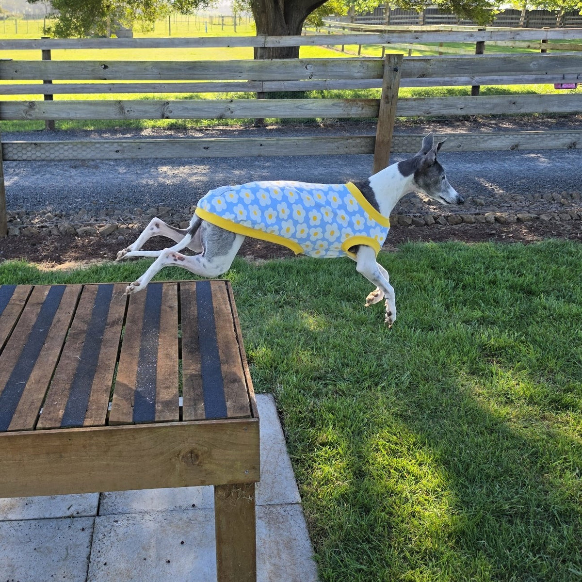 Whippet mid-leap across the grass wearing the Daisy Sky cotton spandex rashie vest