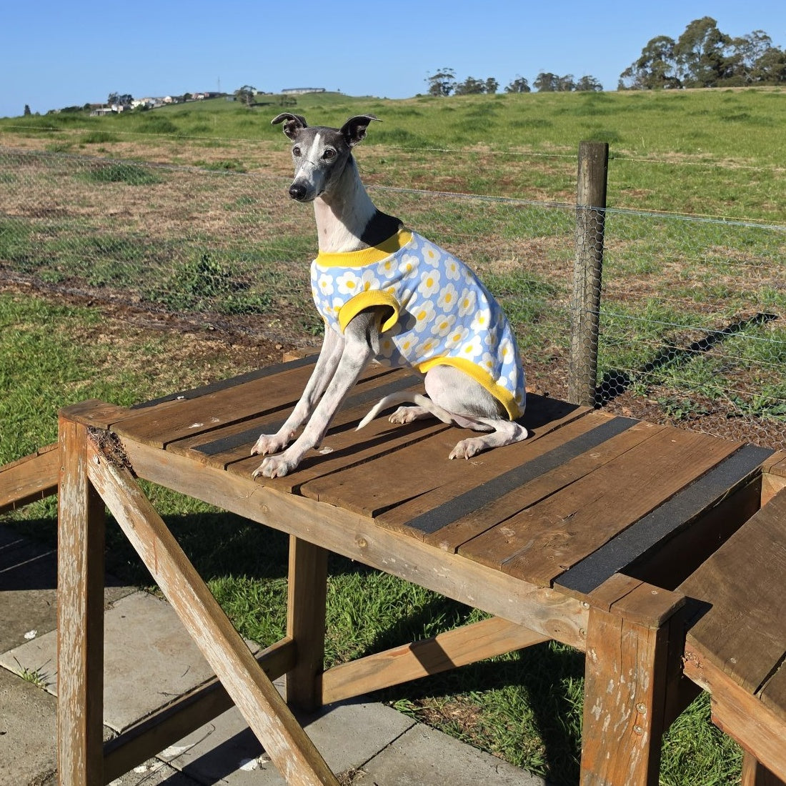 Whippet sitting upright on a wooden frame facing the camera in the Daisy Sky rashie vest with yellow neck and armhole ribbing