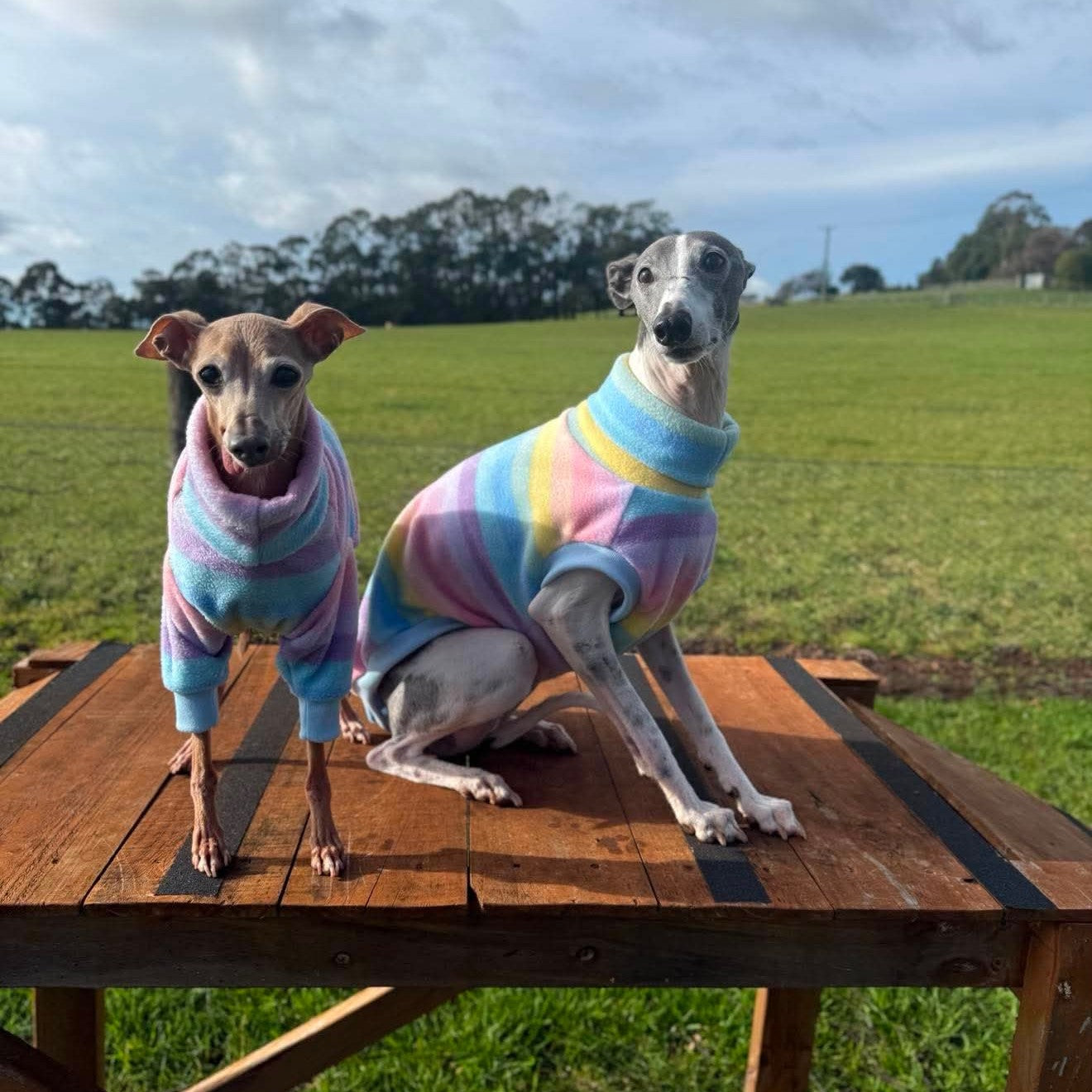 Pastel Parade Polar Fleece