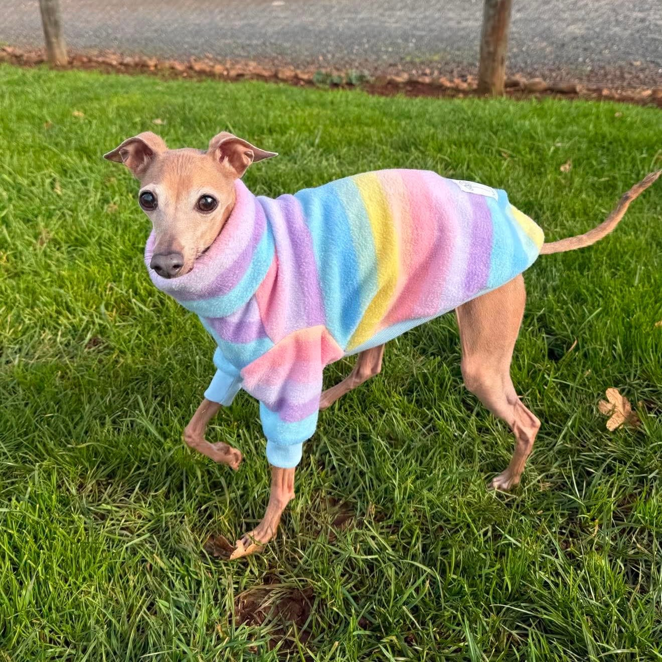 Pastel Parade Polar Fleece